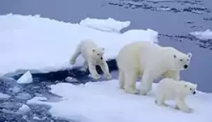 Scurtă descriere a ursului polar